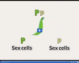 Genetics in Our Lives: Fertilized egg