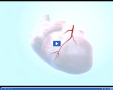 Healthy Circulatory and Respiratory Systems: Damaged Heart