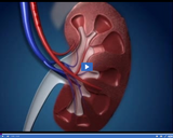 Healthy Digestive and Excretory Systems: Kidney