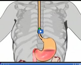 Healthy Digestive and Excretory Systems: Peristalsis II