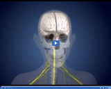 Healthy Nervous and Endocrine Systems: Central Nervous System