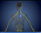 Healthy Nervous and Endocrine Systems: Peripheral Nervous System II