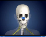 Healthy Nervous and Endocrine Systems: Skull II