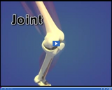 Healthy Skeletal and Muscular Systems: Hinge Joint