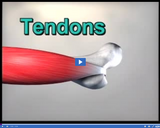 Healthy Skeletal and Muscular Systems: Tendons