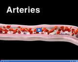 Investigating Circulation: Artery