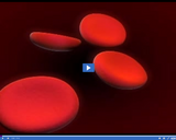 Investigating Circulation: Blood Type