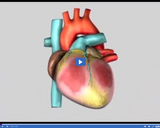 Investigating Circulation: Heart Beat