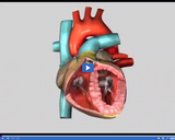 Investigating Circulation: Heart Cutaway