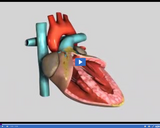 Investigating Circulation: Heart Turn