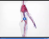 Investigating Circulation: Human Circulatory System