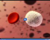 Investigating Circulation: Red and White Blood Cells