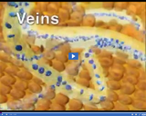 Investigating Circulation: Veins