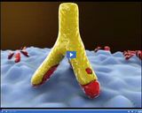 Investigating the Immune System: Antibody