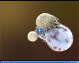 Investigating the Immune System: Killer T Cells