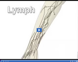 Investigating the Immune System: Lymph Nodes