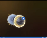 Investigating the Immune System: T Cells