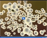 Investigating the Immune System: White Blood Cells Grow