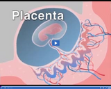 Magnificent Mammals: Placenta