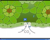 Photosynthesis: C4 Pathway