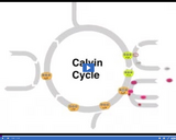 Photosynthesis: Calvin Cycle