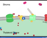 Photosynthesis: Photosynthesis