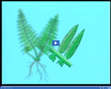 Plant Reproduction: Sexual Reproduction of Ferns