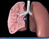 Respiration: Bronchi and Alveoli