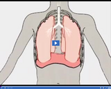 Respiration: Diaphragm