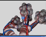 Respiration: Smoking and Alveoli