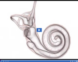 Senses: Cochlea I