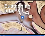 Senses: Eustachian Tube