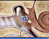 Senses: Middle Ear