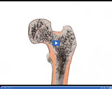 Skin, Skeletal, and Muscular Systems: Compact bone