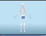 Skin, Skeletal, and Muscular Systems: Major Bones