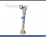 Skin, Skeletal, and Muscular Systems: Periosteum