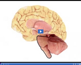 The Amazing Nervous System: Parts of the Brain