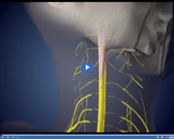 The Amazing Nervous System: Spinal Cord III