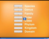 The Classification of Organisms: Classification