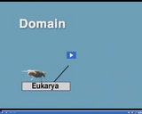 The Classification of Organisms: Classification of fly