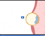 Reproduction and Development: Implantation