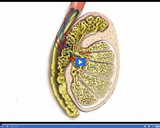 Reproduction and Development: Testes