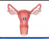 Reproduction and Development: Uterus and Ovaries