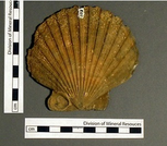 Fossil Identification Software