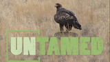 Hawks and Falcons | UNTAMED