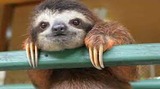 Activating Prior Knowledge: Do sloths make good pets?