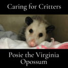 Opossums | UNTAMED