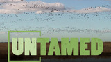 Bird Migration | UNTAMED | Wildlife Center of Virginia