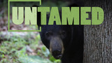 After the Release | UNTAMED | Wildlife Center of Virginia