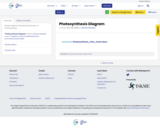 Photosynthesis Diagram